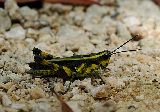 イリオモテモリバッタの写真