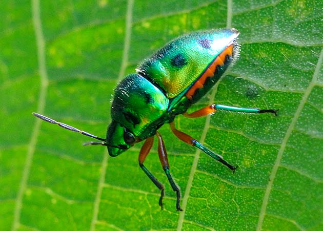 ナナホシキンカメムシの写真