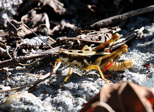 ヨナグニモリバッタの写真