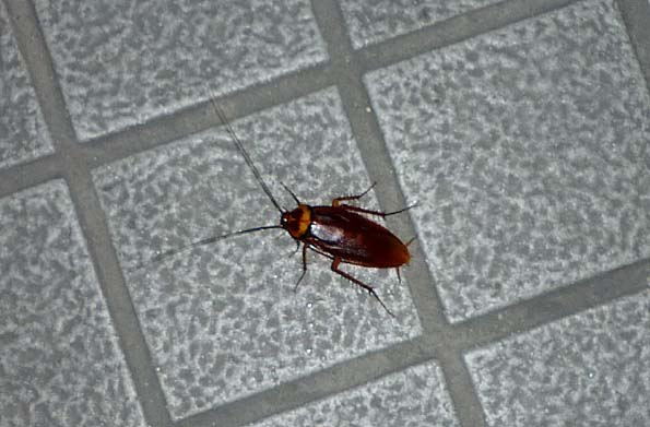 ワモンゴキブリの写真