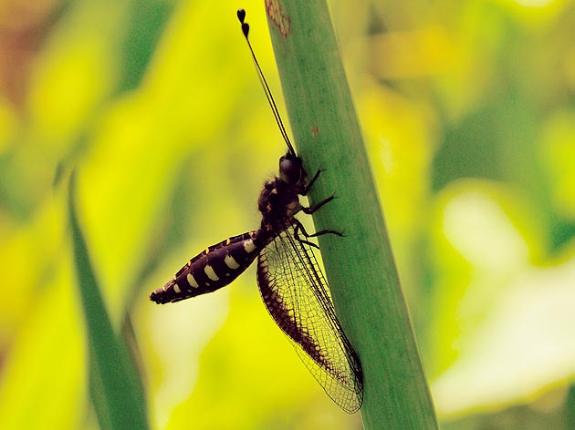 オキナワツノトンボの写真