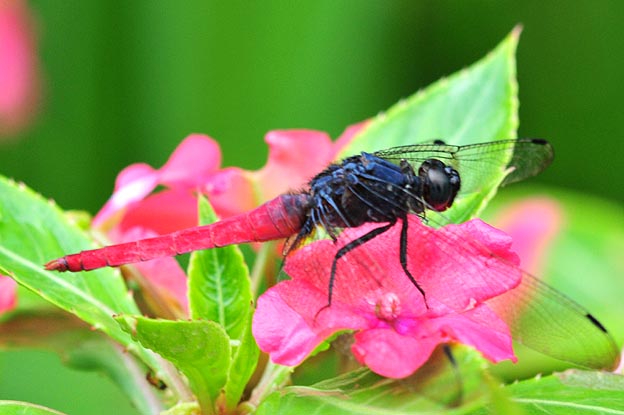 コフキショウジョウトンボの写真
