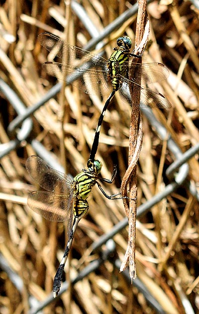ハラボソトンボの交尾