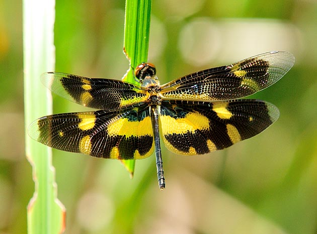 オキナワチョウトンボの写真