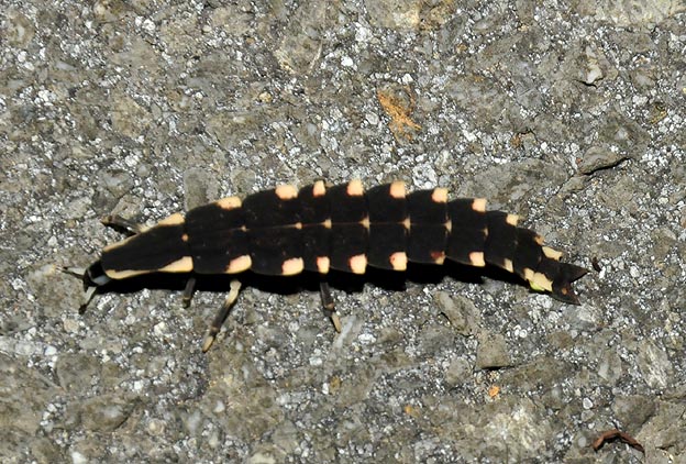 オオシママドボタルの幼虫