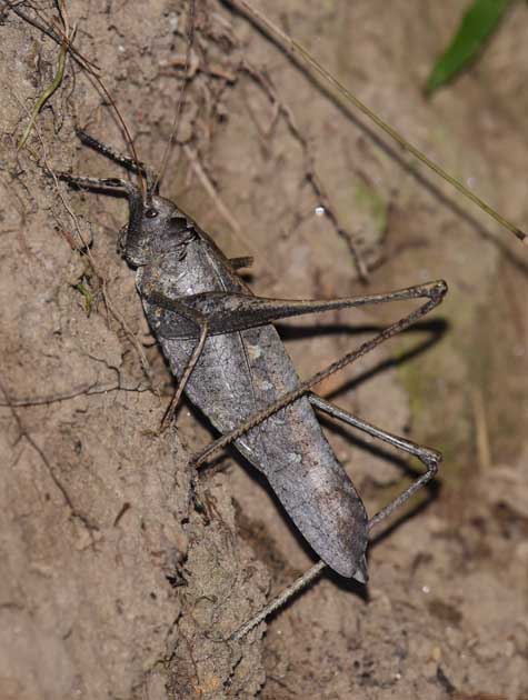 茶褐色のタイワンクツワムシの写真