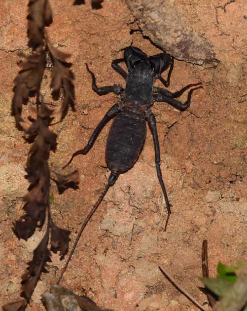 タイワンサソリモドキの写真