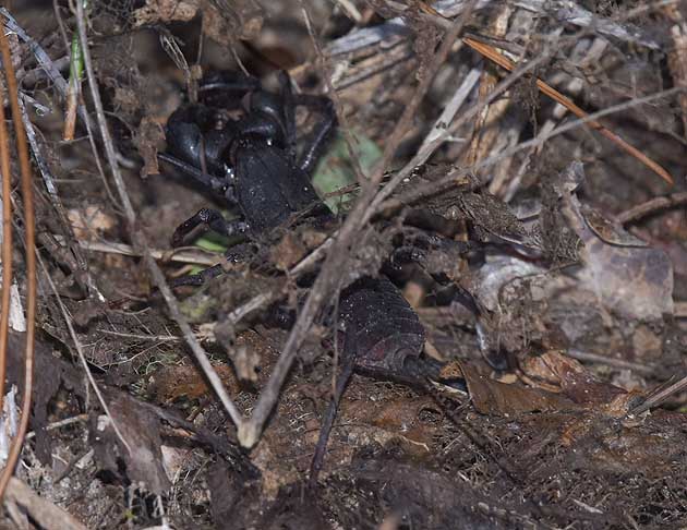 タイワンサソリモドキの写真