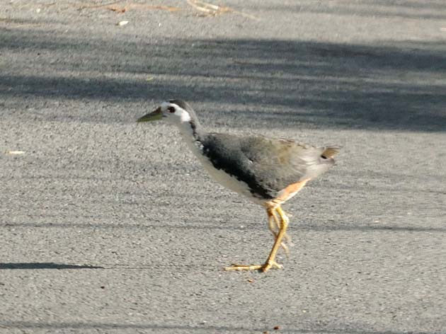 道を渡るシロハラクイナ