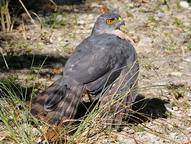 林道に舞い降りたツミ
