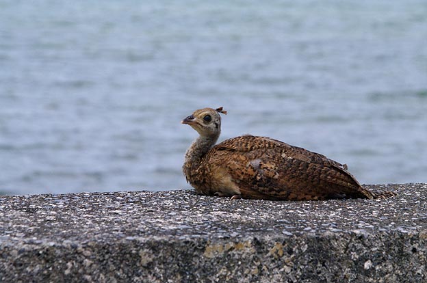 クジャクの幼鳥