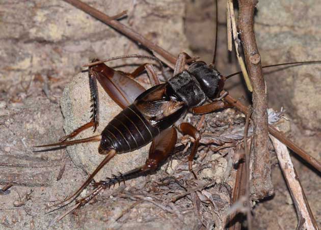 ヤエヤマクチキコオロギオスの成虫の写真