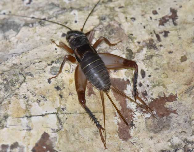 ヤエヤマクチキコオロギのメスの写真