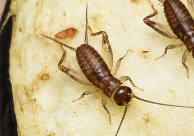 ヤエヤマクチキコオロギ若齢幼虫の写真