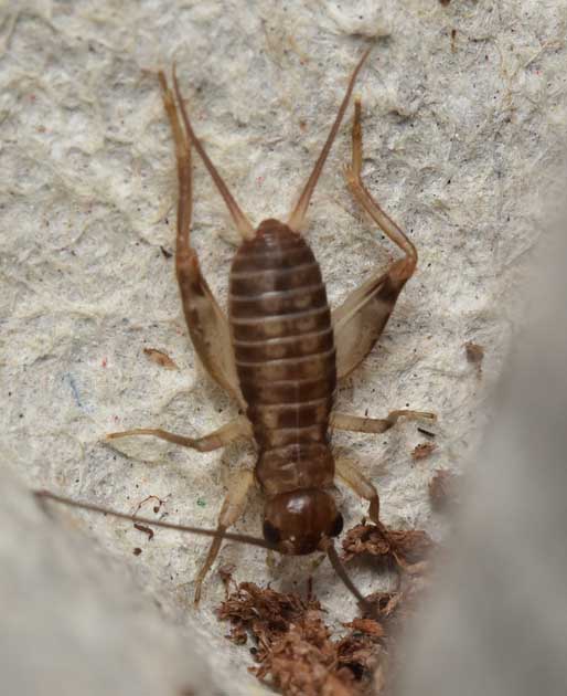 ヤエヤマクチキコオロギの幼虫の写真