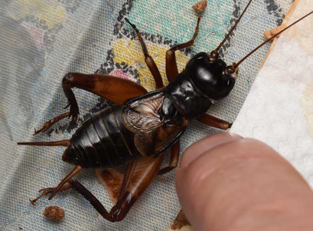 ヤエヤマクチキコオロギ-オスの写真