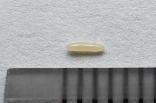 ヤエヤマクチキコオロギの卵の写真