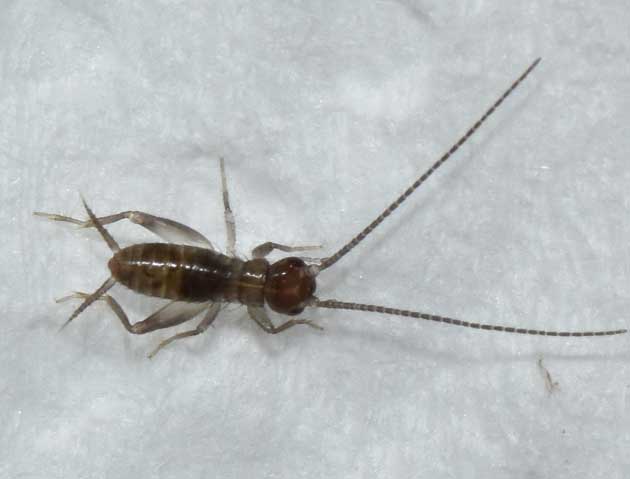 ヤエヤマクチキコオロギ初齢幼虫の写真