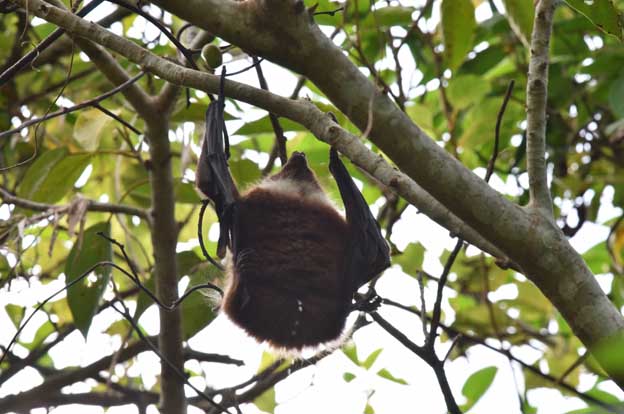排尿するヤエヤマオオコウモリの写真