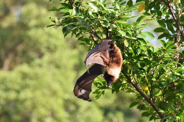 飛び立つヤエヤマオオコウモリの写真
