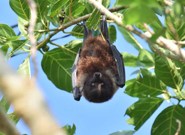 ヤエヤマオオコウモリの写真