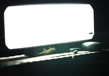 門灯に来たヤモリ