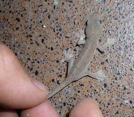 マットの下にいたヤモリの子ども