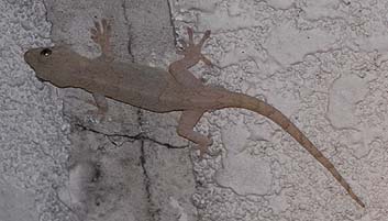 壁にとまるヤモリ