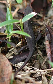 林床を歩くイモリ