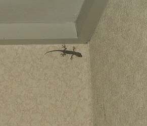 室内に入り込んだヤモリ