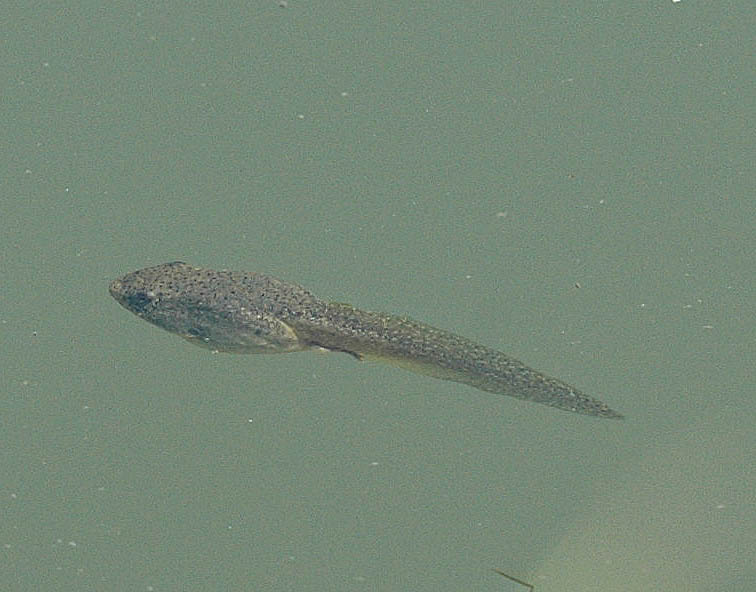 ウシガエルのオタマジャクシ