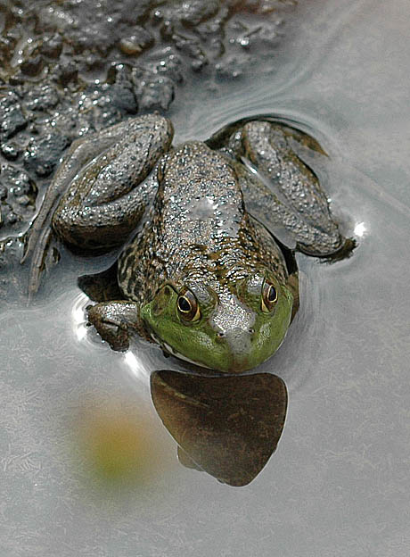 ウシガエルの写真