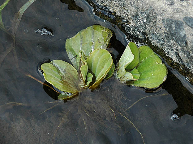 ボタンウキクサの写真