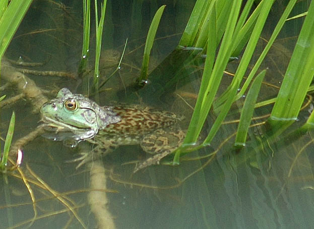 ウシガエルの写真