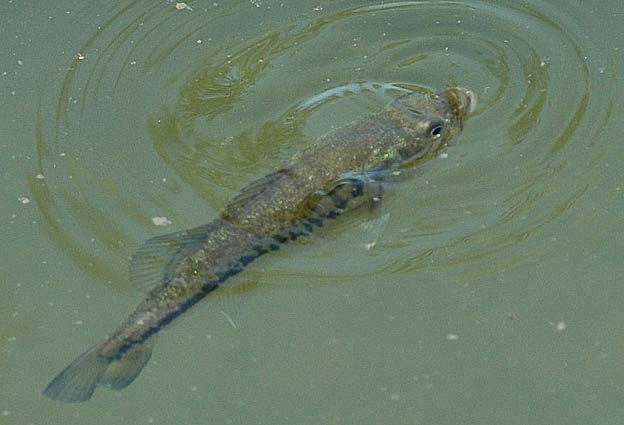 オオクチバスの写真