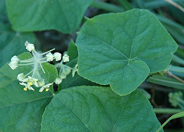 アレチウリの写真