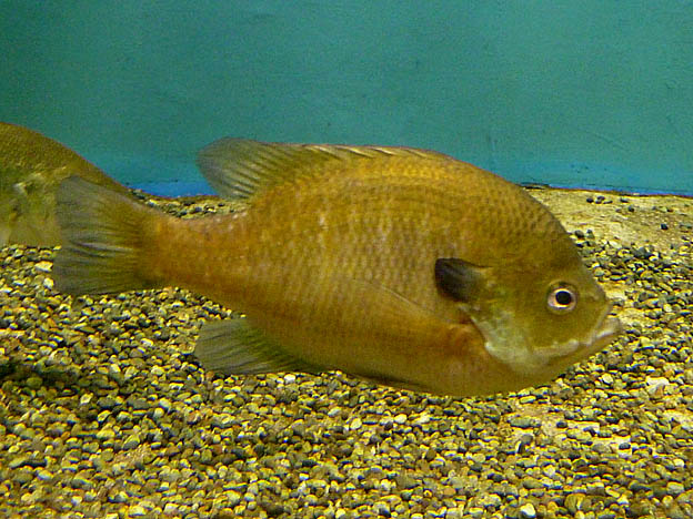 ブルーギルの写真