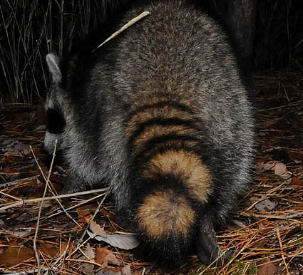 アライグマの後ろ姿