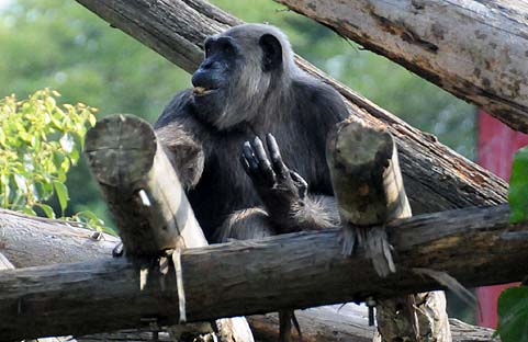 日本モンキーセンターのチンパンジー