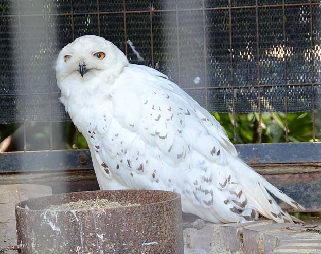 京都市動物園のシロフクロウ