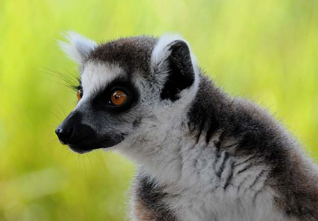 ワオキツネザルの顔