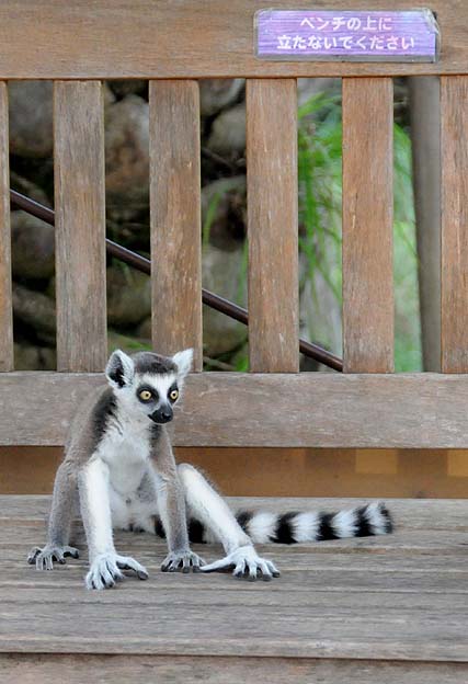 すわっているワオキツネザル