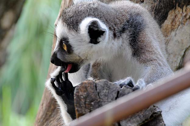 指をなめるワオキツネザル