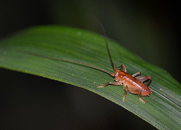 ハネナシコロギスの写真