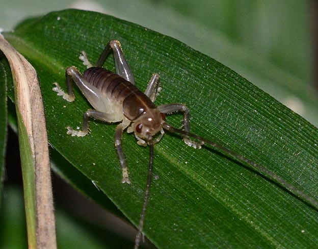 ハネナシコロギスの若齢幼虫の写真