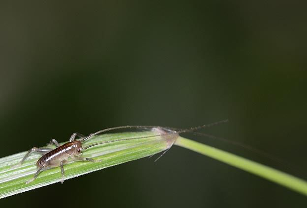 ハネナシコロギスの若齢幼虫の写真