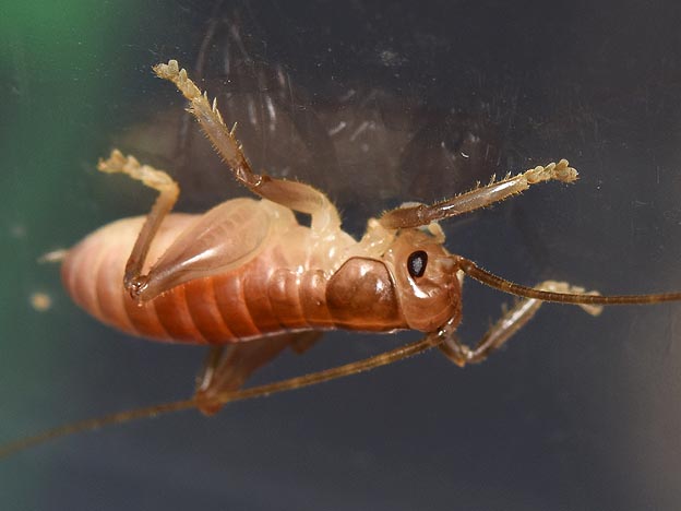 越冬後のハネナシコロギスの写真