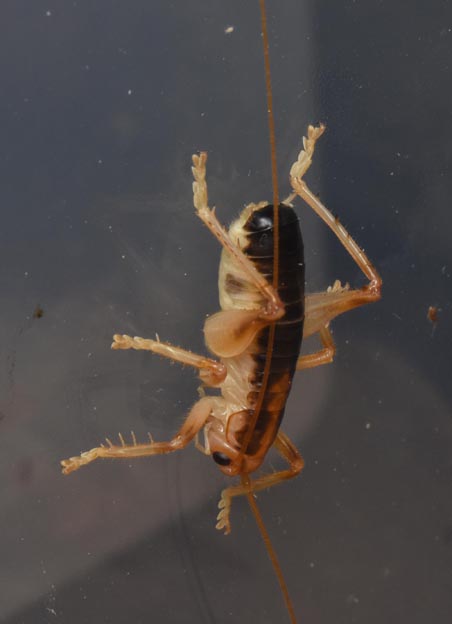 ハネナシコロギスのオスの成虫の写真