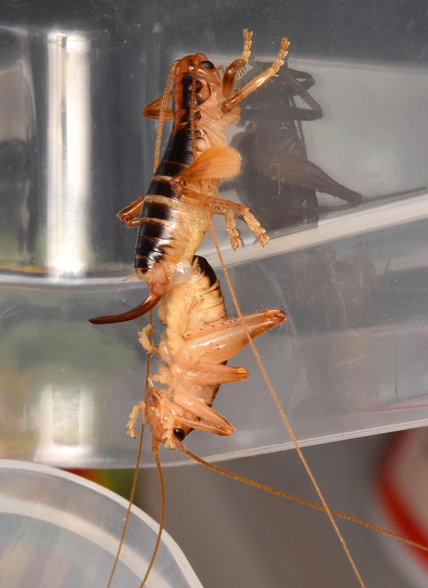 交尾をするハネナシコロギスの写真