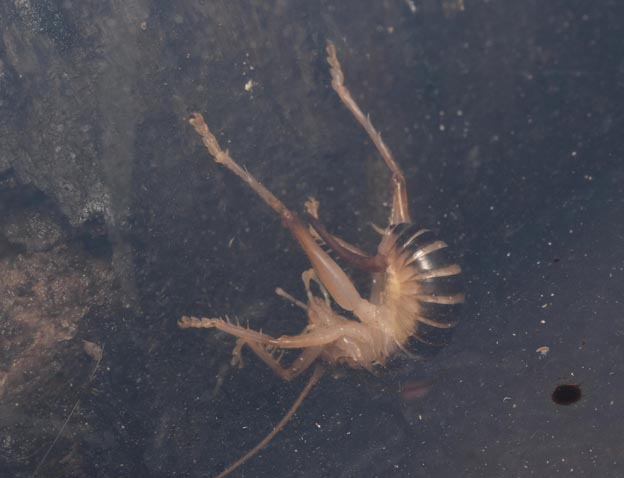 産卵をするハネナシコロギスの写真